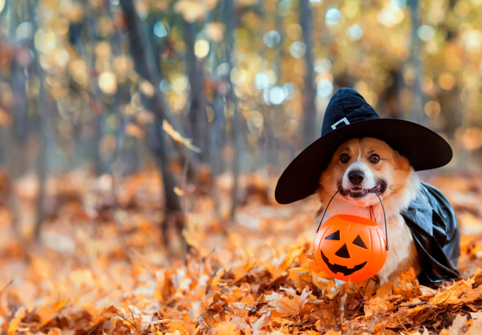Corgi with Pumpkin Basket and Black cat in autumn leaves